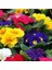 100'lü 10 Farklı Renk Primula Çiçek Tohumu + 10'lu Kırmızı Gerbera Çiçek Tohumu 1