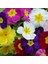 25'li 10 Farklı Renk Primula Çiçek Tohumu + 10'lu Kırmızı Gerbera Çiçek Tohumu 1