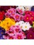 100'lü 10 Farklı Renk Primula Çiçek Tohumu + 10'lu Kırmızı Gerbera Çiçek Tohumu 1