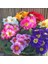 50'li 10 Farklı Renk Primula Çiçek Tohumu + 10'lu Kırmızı Gerbera Çiçek Tohumu 1