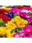 10'lu 10 Farklı Renk Primula Çiçek Tohumu + 10'lu Kırmızı Dahlia Yıldız Tohumu 1