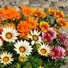 Day 100 Adet Karışık Renk Gazania Flower Çiçek Tohumu + 10 Adet Hediye K.renk Succulent Cactus Tohumu