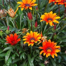 Day 100 Adet Karışık Renk Gazania Flower Çiçeği Tohumu + 10 Adet  K.renk Orkide Çiçek Tohumu