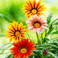 Day 50 Adet Karışık Renk Gazania Flower Çiçeği Tohumu + 10 Adet  K.renk Dahlia Çiçek Tohumu