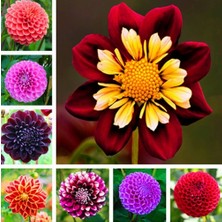 Day 50 Adet Karışık Renk Gazania Flower Çiçeği Tohumu + 10 Adet  K.renk Dahlia Çiçek Tohumu