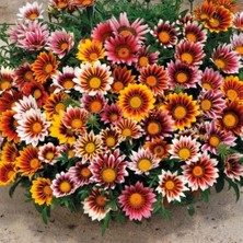 Day 10 Adet Karışık Renk Gazania Flower Çiçek Tohumu + 10 Adet Hediye K.renk Starliçe Çiçek Tohumu