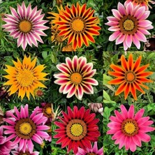 Day 25 Adet Karışık Renk Gazania Flower Çiçek Tohumu + 10 Adet  K.renk Cennet Kuşu Çiçek Tohumu