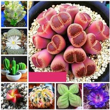 Day 10 Adet Karışık Renk Gazanya Çiçek Tohumu + 10 Adet Hediye K.renk Succulent Cactus Tohumu