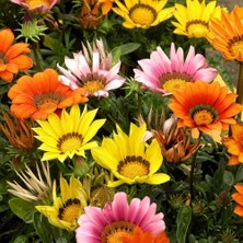 Day 10 Adet Karışık Renk Gazania Flower Çiçeği Tohumu + 10 Adet  K.renk Yıldız Çiçek Tohumu