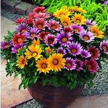 Day 10 Adet Karışık Renk Gazania Flower Çiçek Tohumu + 10 Adet  K.renk Cennet Kuşu Çiçek Tohumu