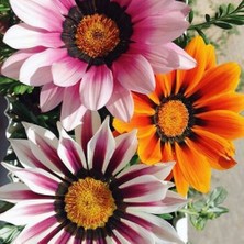 Day 25 Adet Karışık Renk Gazania Flower Çiçeği Tohumu + 10 Adet  K.renk Yıldız Çiçek Tohumu