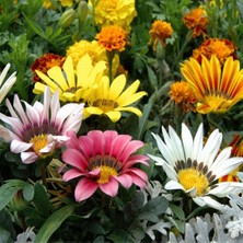 Day 100 Adet Karışık Renk Gazania Flower Çiçeği Tohumu + 10 Adet  K.renk Yıldız Çiçek Tohumu