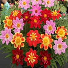 Day 25 Adet Karışık Renk Gazania Flower Çiçeği Tohumu + 10 Adet  K.renk Pampas Çiçek Tohumu