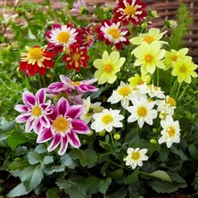 Day 50 Adet Karışık Renk Koyun Gözü Çiçeği Tohumu + 10 Adet  K.renk Fuchsia Çiçek Tohumu