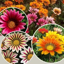 Day 25 Adet Karışık Renk Gazania Flower Çiçek Tohumu + 10 Adet  K.renk Biber Tohumu