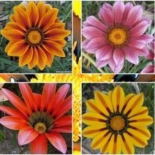 Day 50 Adet Karışık Renk Gazania Flower Çiçek Tohumu + 10 Adet  K.renk Begonya Çiçek Tohumu