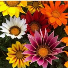 Day 100 Adet Karışık Renk Koyun Gözü Çiçek Tohumu + 10 Adet  K.renk Begonya Çiçek Tohumu