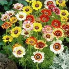 Day 100 Adet Karışık Renk Gazanya Çiçeği Tohumu + 10 Adet  K.renk Begonya Çiçek Tohumu