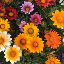 Day 100 Adet Karışık Renk Gazania Flower Çiçeği Tohumu + 10 Adet  Hollanda Gülü Çiçek Tohumu