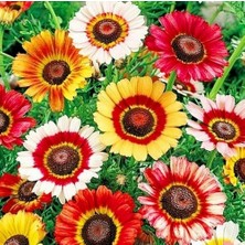 Day 50 Adet Karışık Renk Gazania Flower Çiçek Tohumu + 10 Adet  K.renk Biber Tohumu