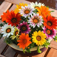Day 25 Adet Karışık Renk Gazania Flower Çiçek Tohumu + 10 Adet  K.renk Domates Tohumu