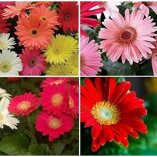 Day 50 Adet Karışık Renk Gazania Flower Çiçeği Tohumu + 10 Adet  K.renk Gerbera Çiçek Tohumu