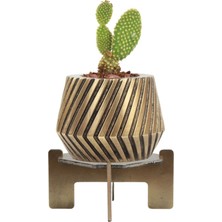 Stein Kohle Ayaklı Saksı Ahşap Dekoratif Kaktüs Saksısı 1 Adet Altın Renk Eskitme Uygulamalı Dişli Model