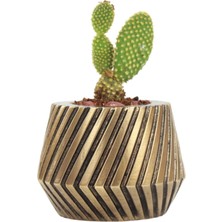 Stein Kohle Çiçek Saksısı Dekoratif Kaktüs Saksı 1 Adet Altın Renk Eskitme Uygulamalı Dişli Model