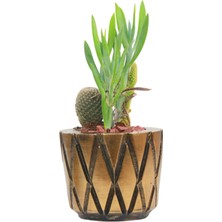 Stein Kohle Çiçek Saksısı Dekoratif Kaktüs Saksı 1 Adet Altın Renk Eskitme Uygulamalı Baklava Model