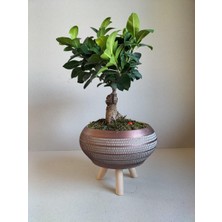 Karla Botanik Ficus Ginseng Bonsai Gold Ayaklı Saksıda