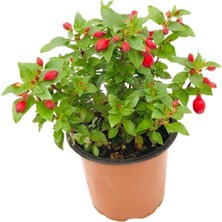 Fidanova Küpeli Q12