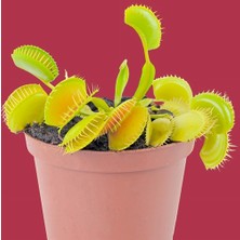 Day 50'li Karışık Renk Sinek Pakan Bitki Tohumu