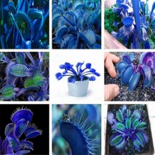 Day 25'li Karışık Renk Sinek Pakan Bitki Tohumu