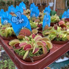 Day 50'li Karışık Renk Sinek Pakan Bitki Tohumu