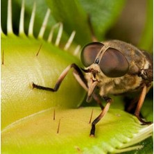 Day 10'lu Karışık Et Obur Bitki Tohumu (Sinek Kapan Bitkisi Tohumu)