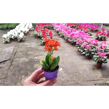 Doğa Garden 20 Adet Kalanchoe Kalanşo Fidesi Karışık Renkli