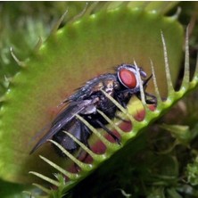 Day 10'lu Karışık Venüs Fly Trap Sinek Kapan Bitkisi Tohumu + 10'lu H. Gülü Tohumu