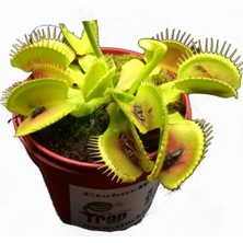 Day 25'li Karışık Venüs Fly Trap Sinek Kapan Bitkisi Tohumu + 10'lu H. Gülü Tohumu