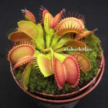 Day 100'lü Karışık Sinek Kapan Bitki Tohumu + 10'lu Kırmızı Orkide Çiçek Tohumu