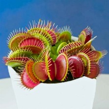 Day 100'lü Karışık Venüs Fly Trap Sinek Kapan Bitkisi Tohumu + 10'lu H. Gülü Tohumu
