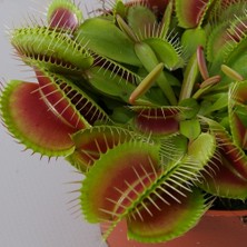 Day 25'li Venüs Fly Trap Sinek Kapan Bitkisi Tohumu + 10'lu Orkide Çiçek Tohumu