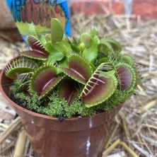 Day 25'li Venüs Fly Trap Sinek Kapan Bitkisi Tohumu + 10'lu Orkide Çiçek Tohumu