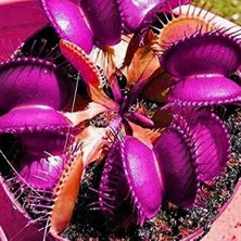 Day 25'li Venüs Fly Trap Sinek Kapan Bitkisi Tohumu + 10'lu Orkide Çiçek Tohumu
