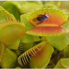 Day 10'lu Venüs Fly Trap Sinek Kapan Bitkisi Tohumu + 10'lu Orkide Çiçek Tohumu