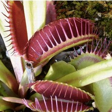 Day 25'li Venüs Fly Trap Sinek Kapan Bitkisi Tohumu + 10'lu Orkide Çiçek Tohumu