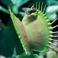 Day 50'li Venüs Fly Trap Sinek Kapan Bitkisi Tohumu + 10'lu Orkide Çiçek Tohumu