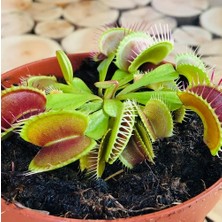 Day 10'lu Venüs Fly Trap Sinek Kapan Bitkisi Tohumu + 10'lu Orkide Çiçek Tohumu