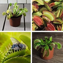 Day 10'lu Venüs Fly Trap Sinek Kapan Bitkisi Tohumu + 10'lu Lale Çiçek Tohumu