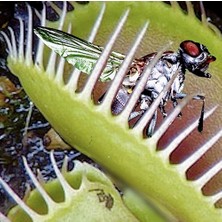 Day 50'li Venüs Fly Trap Sinek Kapan Bitkisi Tohumu + 10'lu Lale Çiçek Tohumu