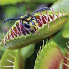 Day 100'lü Venüs Fly Trap Sinek Kapan Bitkisi Tohumu + 10'lu Antoryum Çiçek Tohumu